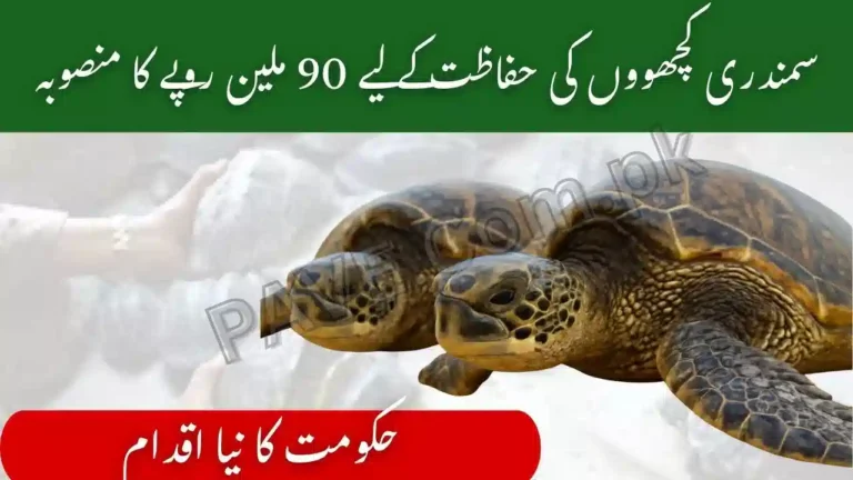 Pakistan Launches Rs. 90 Million Project to Protect Sea Turtles and Boost Shrimp Exports 3 Pakistan Launches Rs. 90 Million Project to Protect Sea Turtles and Boost Shrimp Exports