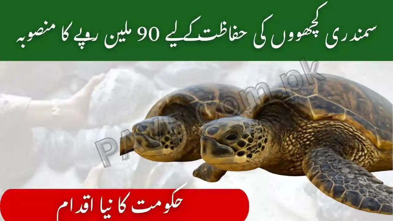 Pakistan Launches Rs. 90 Million Project to Protect Sea Turtles and Boost Shrimp Exports