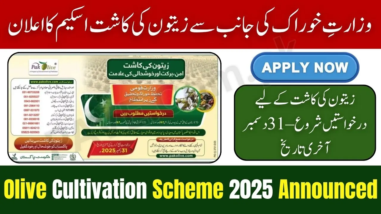 Ministry of Food Security Announces Olive Cultivation Scheme 2025 – Apply Before Last Date 1 Ministry of Food Security Announces Olive Cultivation Scheme 2025