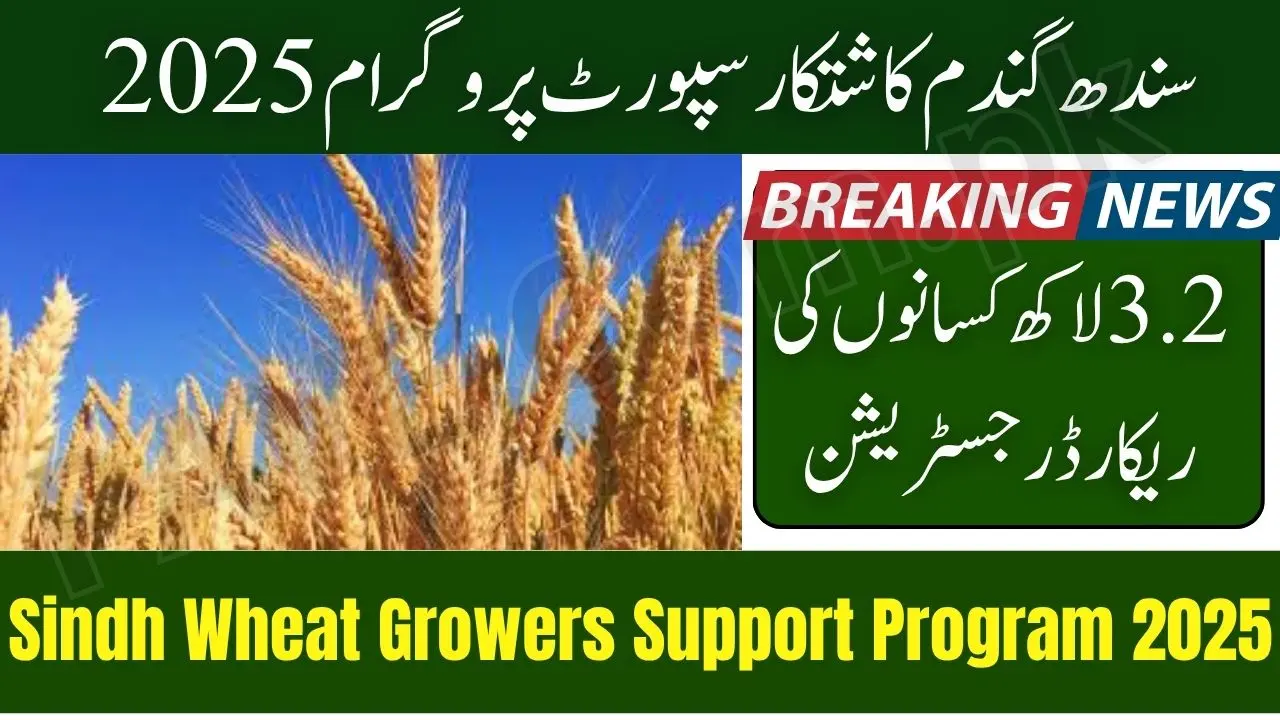Breaking News: 3.2 Lakh Farmers Register for Sindh Wheat Growers Support Program 2025 1 Sindh Wheat Growers Support Program 2025