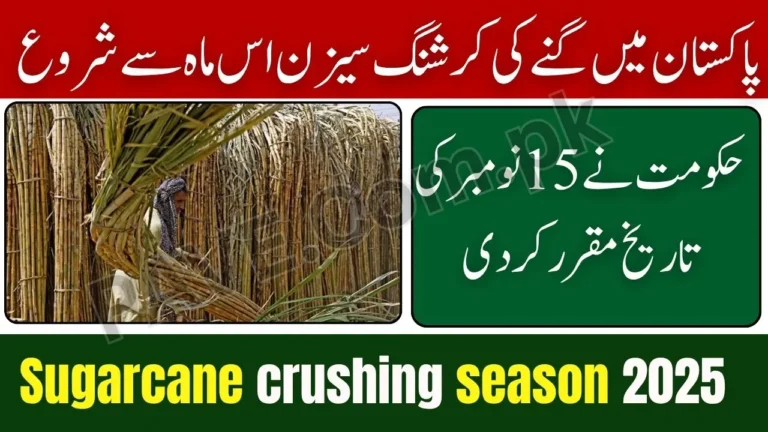 Sugarcane Crushing Season to Begin This Month Across Pakistan