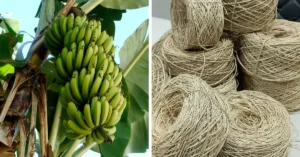 Pakistan Launches Project to Convert Banana Waste into Eco-Friendly Textile Fiber 2 Pakistan Launches Project to Convert Banana Waste into Eco-Friendly Textile Fiber
