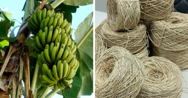 Pakistan Launches Project to Convert Banana Waste into Eco-Friendly Textile Fiber 6 Pakistan Launches Project to Convert Banana Waste into Eco-Friendly Textile Fiber